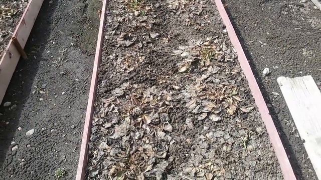 Подготовка ПОЧВЫ для посадки помидор в ТЕПЛИЦЕ.