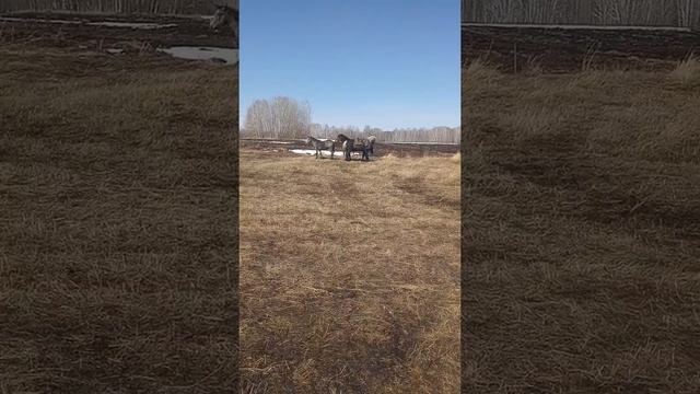Обучающие позновательное натуральное