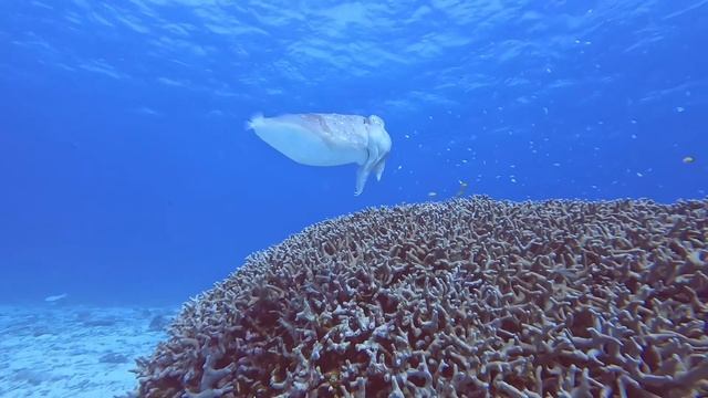 石垣島ダイビング（white tip shark・manta rays） смотреть онлайн