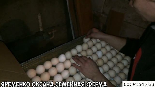 Как быстро и правильно закладывать яйца в инкубатор смотреть онлайн