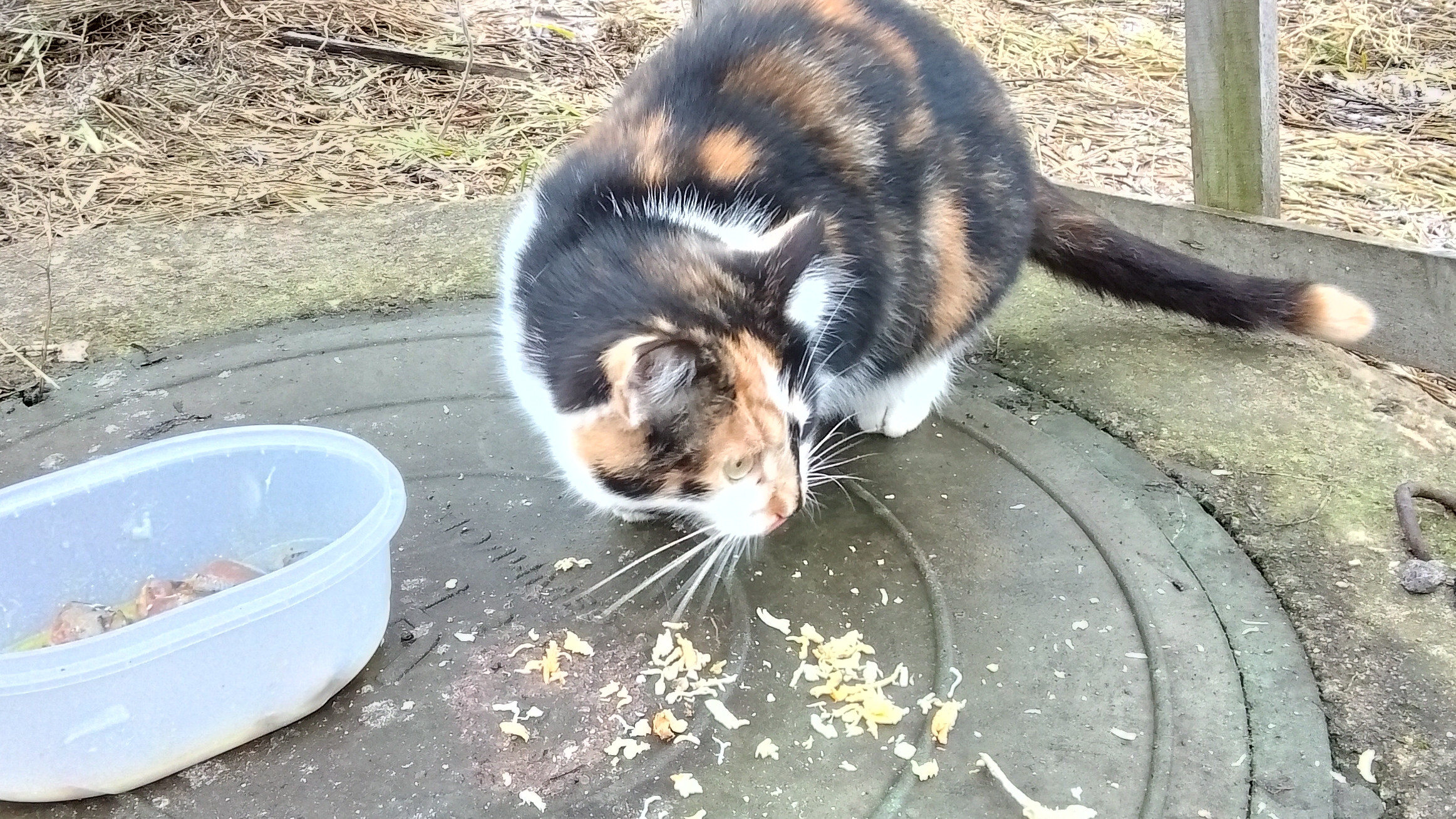 кормим кисок. ❤ смотреть онлайн