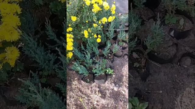 как зимуют саженцы можжевельников Блю Эрроу.  ГАЛИСАД ЧЕРЕПОВЕЦ