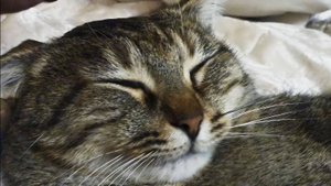 Гладят кошку - расслабляющая музыка