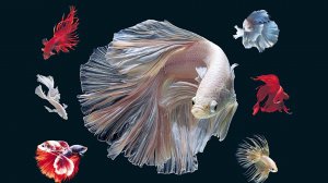 Аквариум для начинающих Нерест #петушков позади Betta Splendens Half Moon