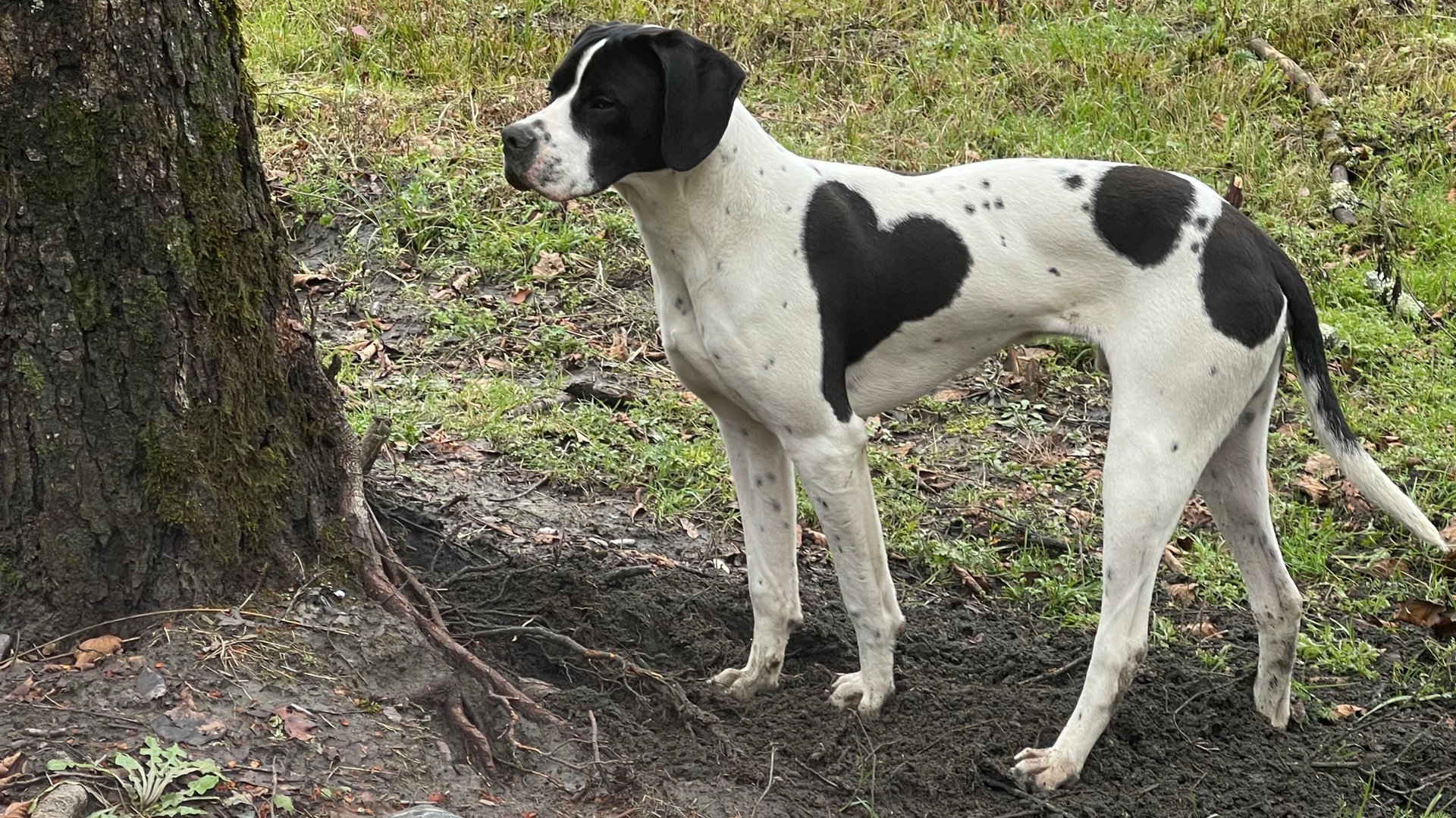 Прикольные собаки смотреть онлайн
