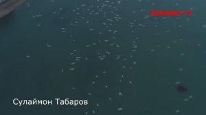 2 Филми Тарбияви Хадяи СОЛИ НАВИ & ХИËНАТИ ЗАН точикфилм 2022