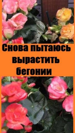 Посев БЕГОНИИ ДЛЯ УЛИЧНЫХ КАШПО - в этом году сею 4 сорта