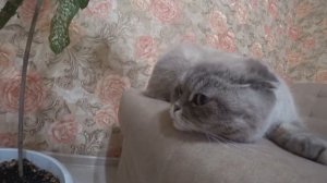 Кевин Кевин Фадеев у нас султан