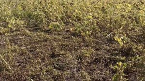 №42 Подсолнечник - что с ним не так?