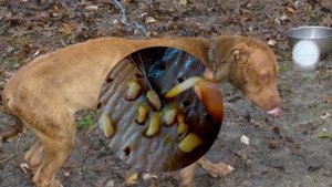Mangoworm Removal From Dog, Remove Mangoworm On Dog | video mangoworm 2022