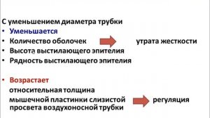 Лекция 7.  Дыхательная система | Князева Л.А.