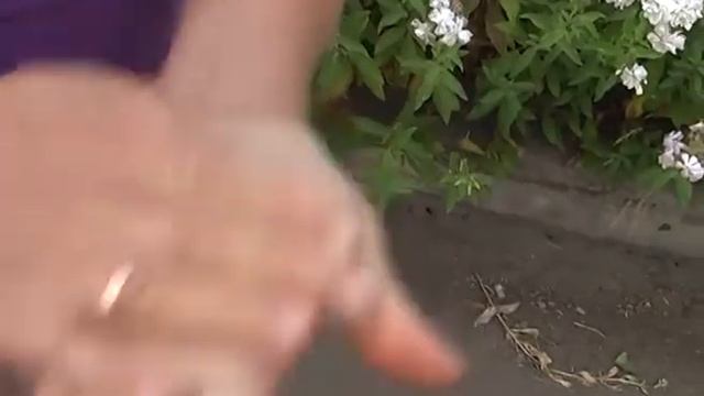 Наш травник. Мыльная трава смотреть онлайн