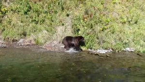 Россия. Камчатка. Медведи.