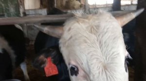 Результаты откорма с НУКЛЕОПЕПТИДОМ. Новый стимулятор роста или миф? №13