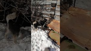 Щенки восточно сибирской лайки лают на котенка