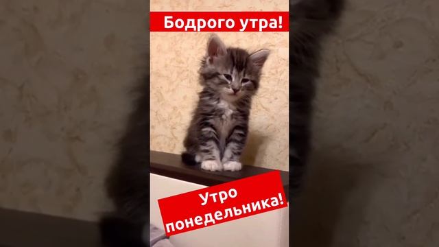 С добрым утром❗️