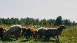 Михайловск_Ролик для туризма_Хинди