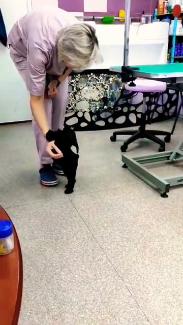 Отличник!  В возрасте 2,5 месяцев Шаман выполняет команды! #щенок #цвергшнауцер #щенокцверга смотреть онлайн