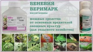 Беневия и Веримарк - мощные системные средства против вредителей овощных культур. Обзор инсектицидов