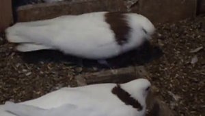 Алексей Ткаченко.Голуби Самары,декабрь2013г.