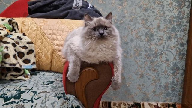 Кошка шанель