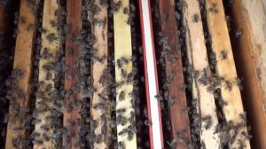 готовлю пчел к зимовке