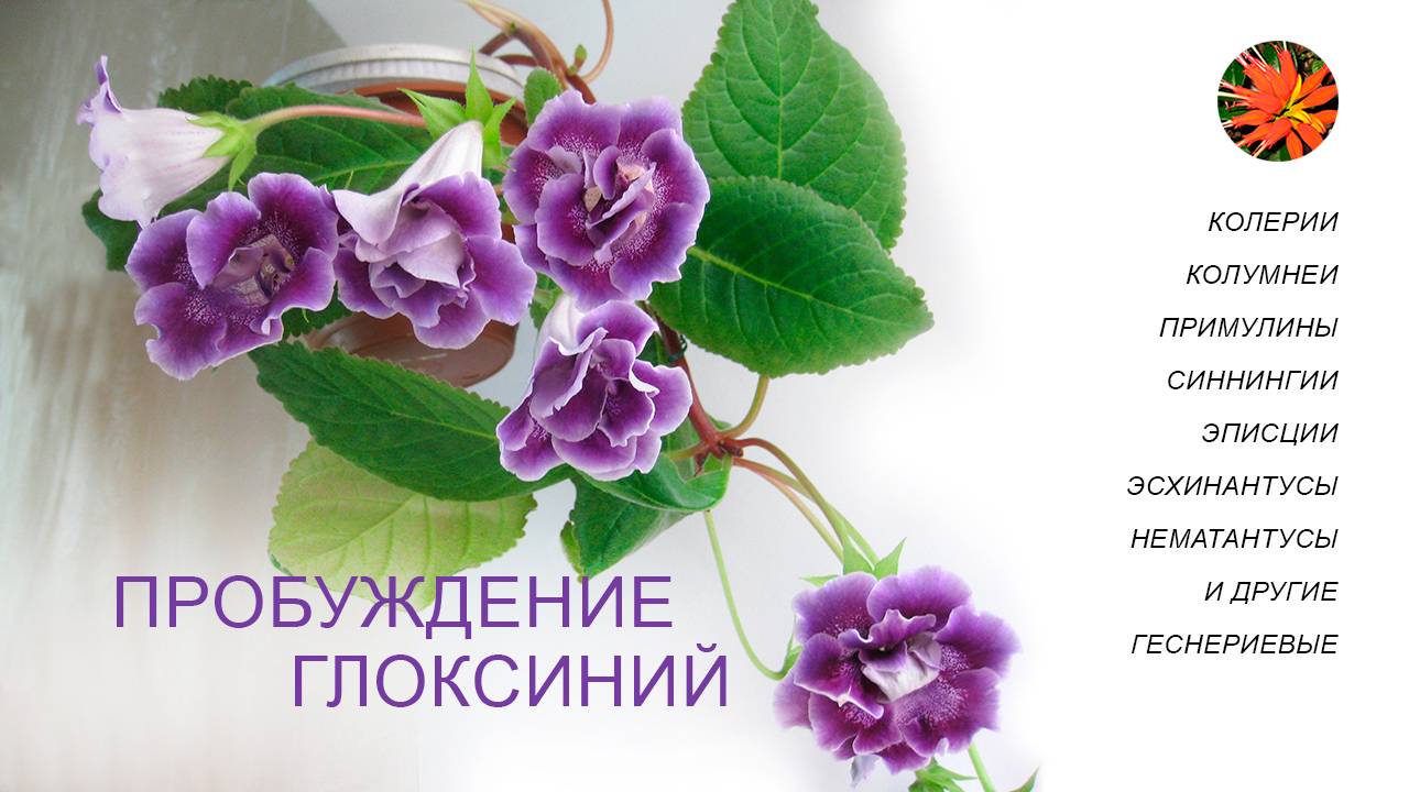 Пробуждение глоксиний