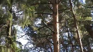 Student -Звезда по имени Осень