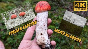 Разведка по грибам после дождя. Забрёл на болото. Грибы в Карелии 2024