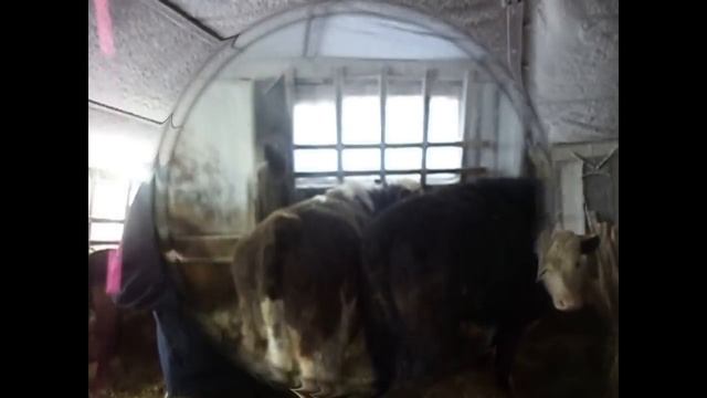 Герефорды vs  Черно пестрые. Сравнение мясного и молочного скота на откорме часть 1