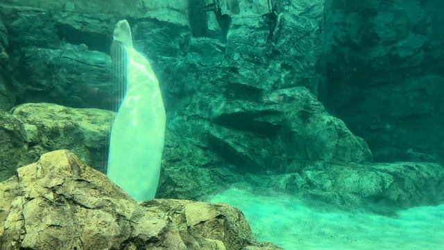 2024/08/04 ベルーガ達の夕べ【グレイ&ナナ編】@名古屋港水族館