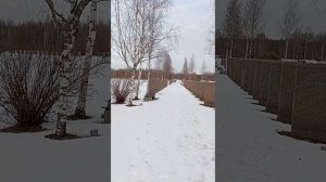 Воинское захоронение немцев под Санкт-Петербургом