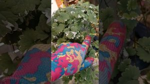 #Будра как быстрее нарастить косы