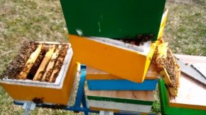 14 марта. Сколько расплода в нуклеусах