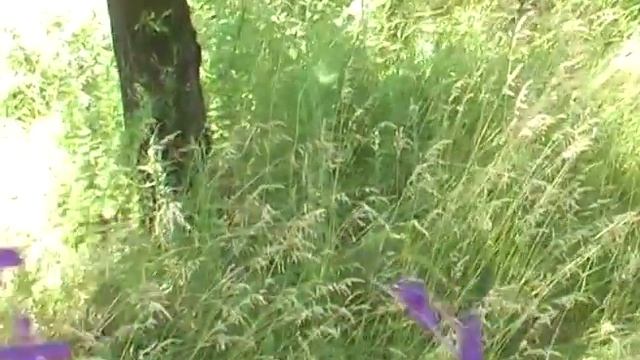 Топорики от цистита, Живокость полевая. Наш травник смотреть онлайн