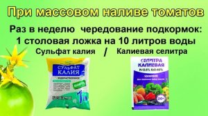 НЕ ПОГУБИТЕ ТОМАТЫ ПОДКОРМКОЙ! Точный график и дозировка подкормок