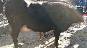 ДАХШАТ Одамлар Хайратта УЗБ Бозор мол