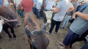 ХОРАЗМ | МОЛ БОЗОРИ ЁШ ХЎКИЗЛАР НАРХЛАРИ | КЎШКЎПИР КУМ БОЗОР  4-июль 2024 г.