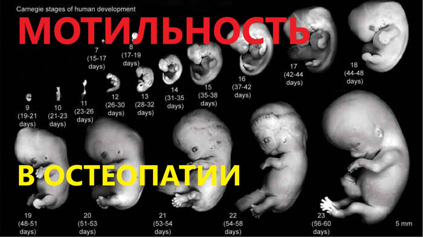 А. Обервиль. Остеопатия. Иной взгляд на мотильность. часть.1.