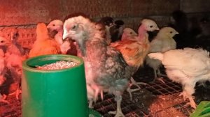 Деревенские сюжеты 3/25