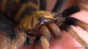 Tiger-striped Tarantula - Chromatopelma cyaneopubescens
