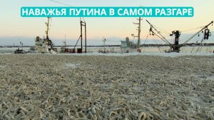 Наважья путина на Сахалине сейчас в самом разгаре