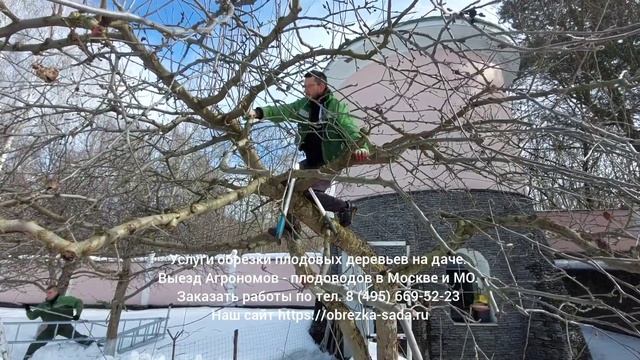 Услуги обрезки плодовых деревьев и кустов в Москве, МО. Заказать выезд агрономов по т. 8(495)6695223 смотреть онлайн