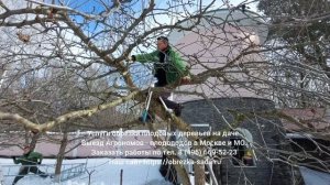 Услуги обрезки плодовых деревьев и кустов в Москве, МО. Заказать выезд агрономов по т. 8(495)6695223
