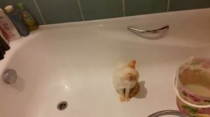 КОТ НАКАЗАН 2