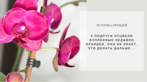 «С ними, что-то не то…». Одна орхидея в очень плохом состоянии! Можно выбросить🙈…но поборемся