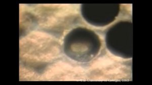 Что такое нозематоз, аскосфероз и мешотчатый расплод? Как их определить и лечить? (США)