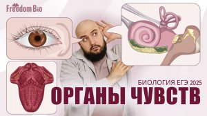 ОРГАНЫ ЧУВСТВ - ЗРИТЕЛЬНЫЙ, СЛУХОВОЙ АНАЛИЗАТОРЫ для ЕГЭ |Анатомия| ЕГЭ БИОЛОГИЯ 2025|Freedom|