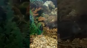 Звездчатый трофеус,цихлиды