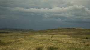 Поиск оффроада расширяется (ИИ Live 3)